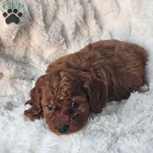 Rosie F1B, Cavapoo Puppy