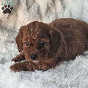 Rosie F1B, Cavapoo Puppy