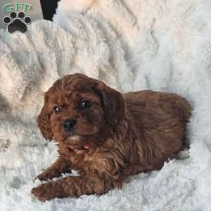 Rosie F1B, Cavapoo Puppy