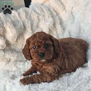 Rosie F1B, Cavapoo Puppy