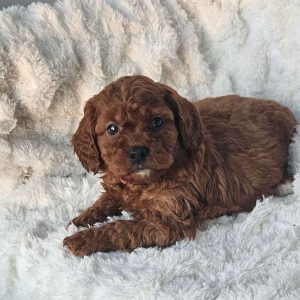 Rosie F1B, Cavapoo Puppy