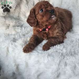 Rosie F1B, Cavapoo Puppy
