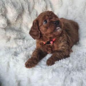 Rosie F1B, Cavapoo Puppy