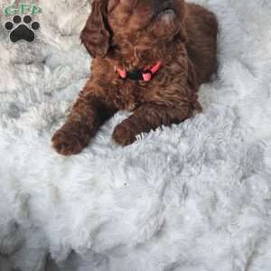 Rosie F1B, Cavapoo Puppy