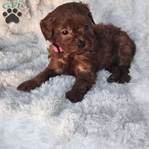 Peanut F1B, Cavapoo Puppy