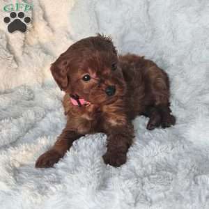 Peanut F1B, Cavapoo Puppy