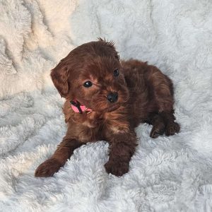 Peanut F1B, Cavapoo Puppy