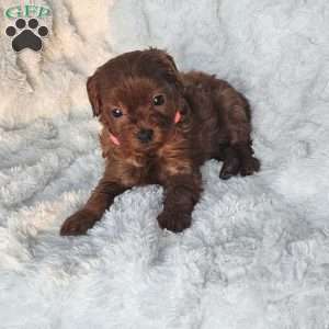 Peanut F1B, Cavapoo Puppy