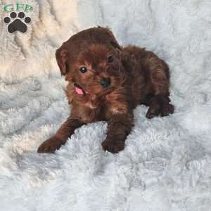 Peanut F1B, Cavapoo Puppy