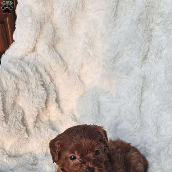 Peanut F1B, Cavapoo Puppy
