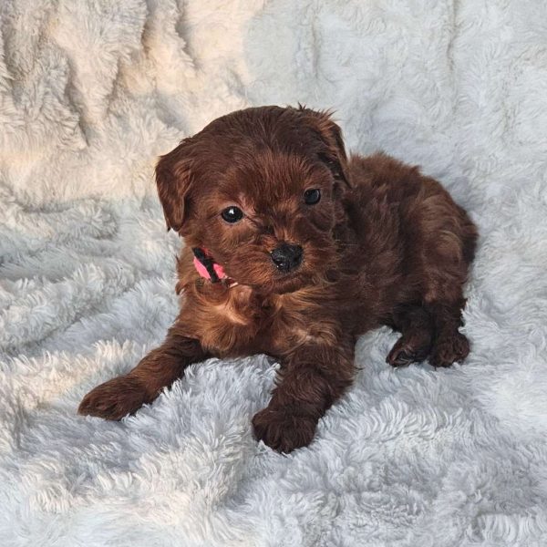 Peanut F1B, Cavapoo Puppy