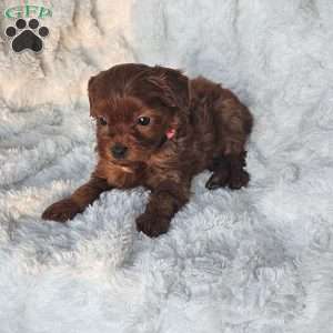 Peanut F1B, Cavapoo Puppy
