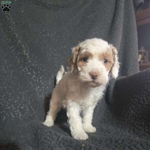 Key Lime, Mini Goldendoodle Puppy