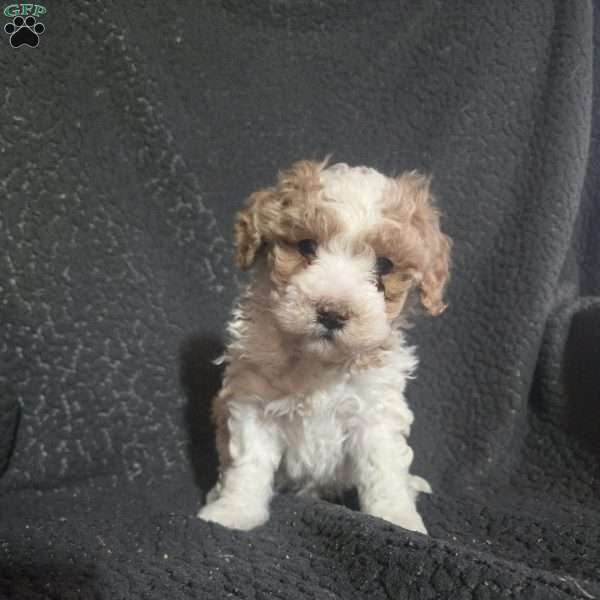 Apple, Mini Goldendoodle Puppy