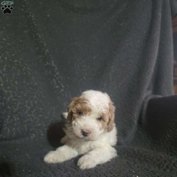 Blue Berry, Mini Goldendoodle Puppy