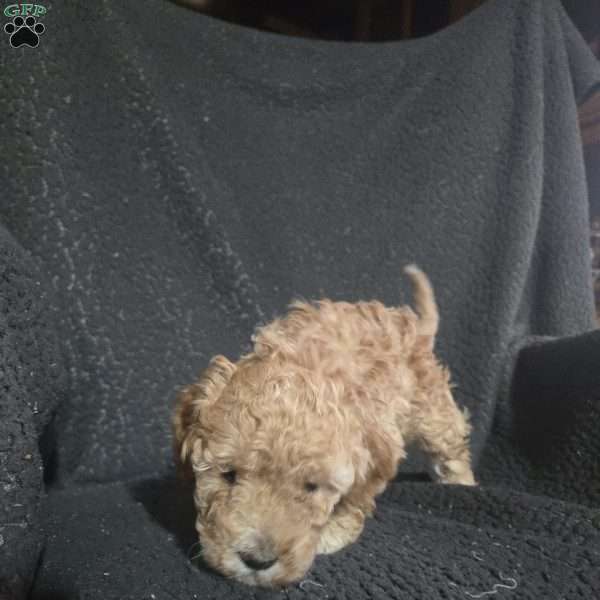 Pecan, Mini Goldendoodle Puppy