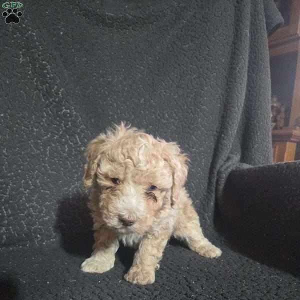 Huckle Berry, Mini Goldendoodle Puppy