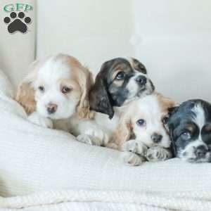 Baxter, Cocker Spaniel Puppy