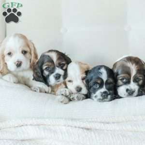 Baxter, Cocker Spaniel Puppy