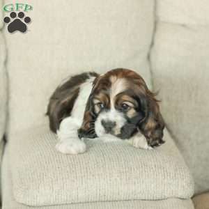 Bailey, Cocker Spaniel Puppy
