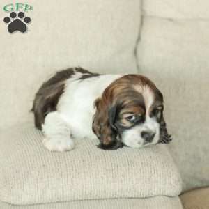 Bailey, Cocker Spaniel Puppy