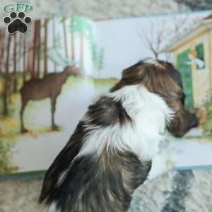 Bailey, Cocker Spaniel Puppy