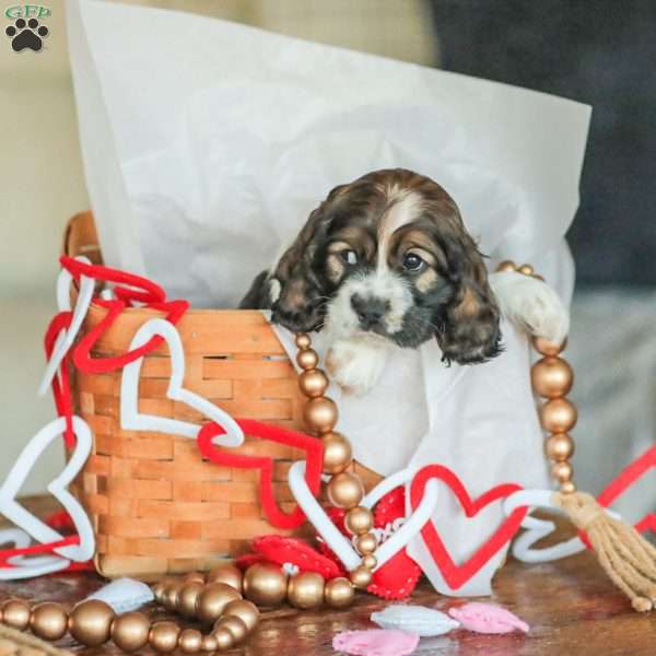 Bailey, Cocker Spaniel Puppy