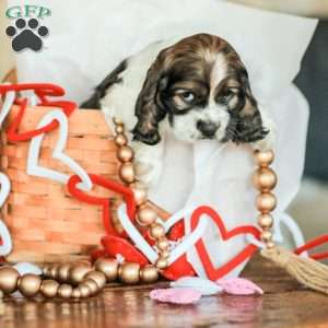 Bailey, Cocker Spaniel Puppy