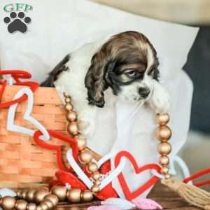 Bailey, Cocker Spaniel Puppy