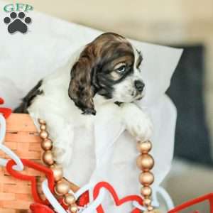 Bailey, Cocker Spaniel Puppy