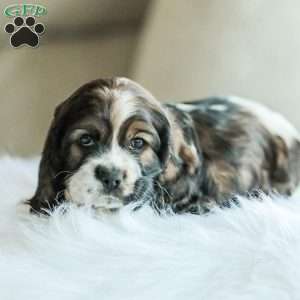 Bailey, Cocker Spaniel Puppy