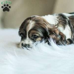 Bailey, Cocker Spaniel Puppy