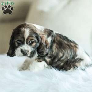 Bailey, Cocker Spaniel Puppy