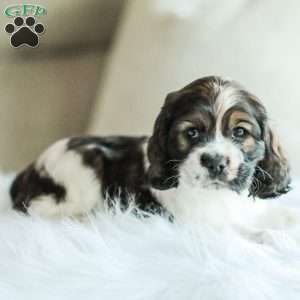 Bailey, Cocker Spaniel Puppy