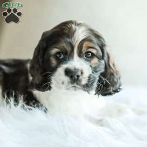 Bailey, Cocker Spaniel Puppy