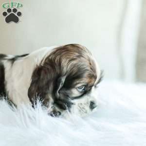 Bailey, Cocker Spaniel Puppy