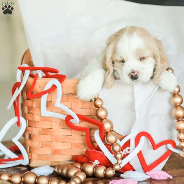 Boomer, Cocker Spaniel Puppy