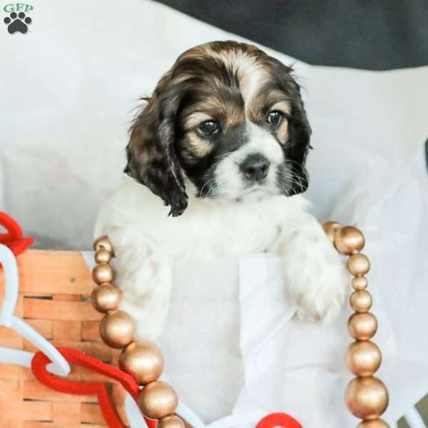 Brandi, Cocker Spaniel Puppy