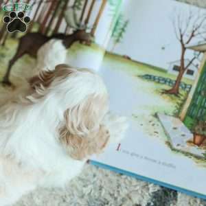 Baxter, Cocker Spaniel Puppy