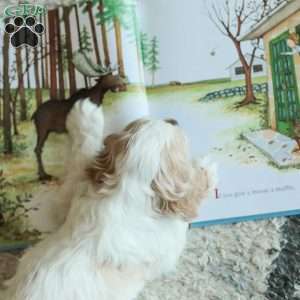 Baxter, Cocker Spaniel Puppy