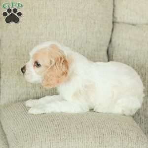 Baxter, Cocker Spaniel Puppy