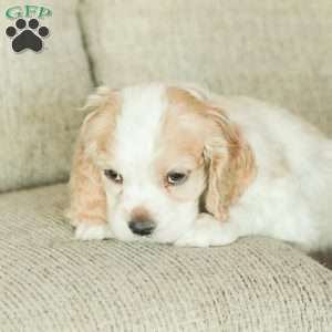 Baxter, Cocker Spaniel Puppy