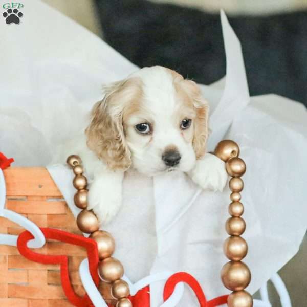 Baxter, Cocker Spaniel Puppy