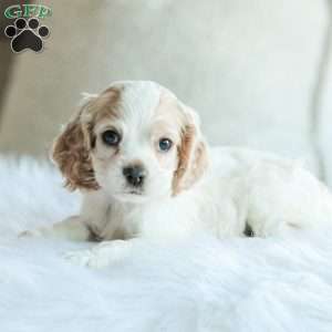 Baxter, Cocker Spaniel Puppy