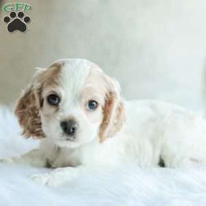 Baxter, Cocker Spaniel Puppy