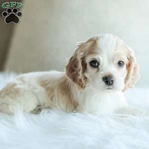 Baxter, Cocker Spaniel Puppy