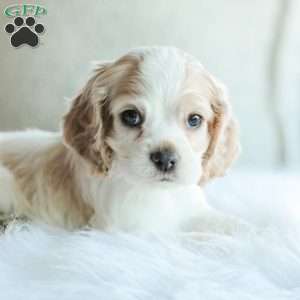 Baxter, Cocker Spaniel Puppy