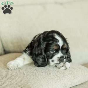 Banks, Cocker Spaniel Puppy