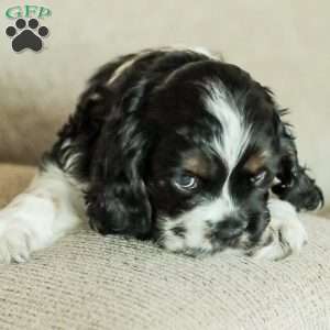 Banks, Cocker Spaniel Puppy