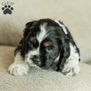 Banks, Cocker Spaniel Puppy